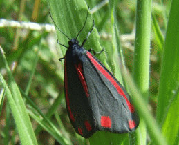 cinnabar