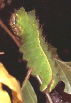 Oak Silkworm caterpillar