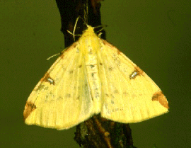 Brimstone