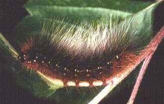 Garden Tiger caterpillar