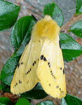 Buff Ermine