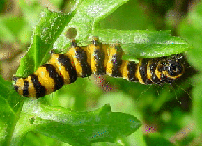 Cinnabar caterpillar