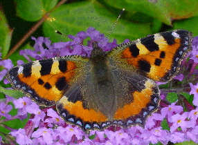 Tortoiseshell