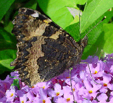 Tortoiseshell