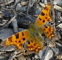 Comma
