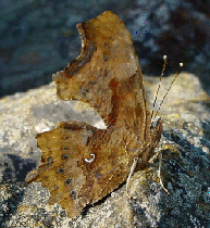 Comma
