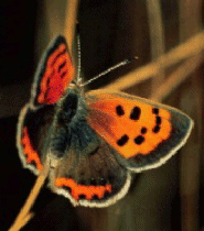 Small Copper