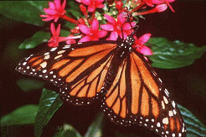 Milkweed