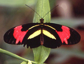Heliconid