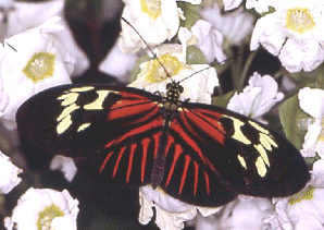 Heliconid