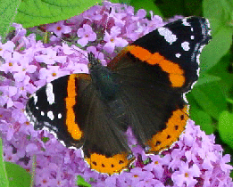 Red Admiral