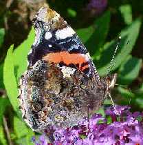 Red Admiral