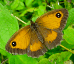 Gatekeeper