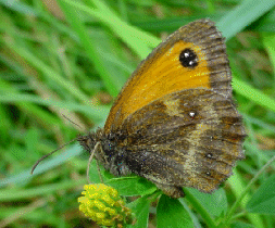 Gatekeeper