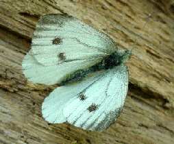 Green-veined White