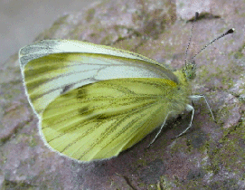 Green-veined White