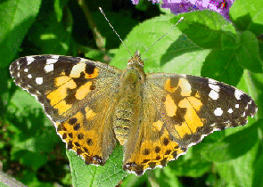 Painted Lady