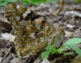 Painted Lady