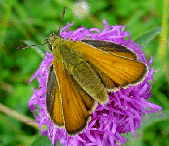 Small Skipper