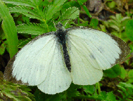 Large White