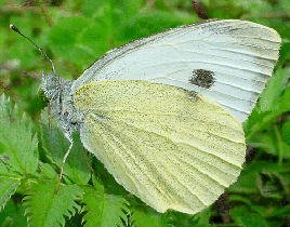 Large White