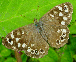 Speckled Wood