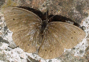 Ringlet