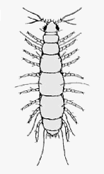 Pauropod