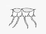 Pauropod Segments