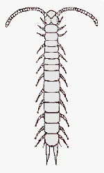 Symphilid