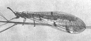 ANT-LION ADULT