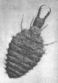 ANT-LION LARVA