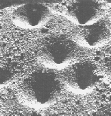 ANT-LION PITS