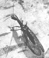 SNAKE FLY