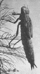 NYMPH 1