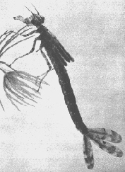 NYMPH 2