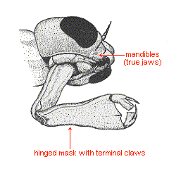 MASK