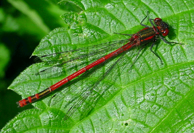 RED DAMSELFLY