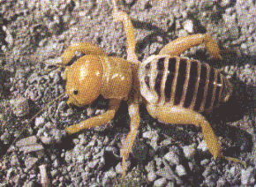 JERUSALEM CRICKET