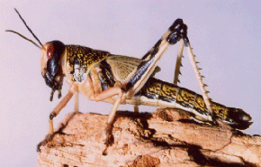 LOCUST HOPPER