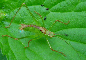 Bush Cricket