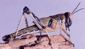 Locust