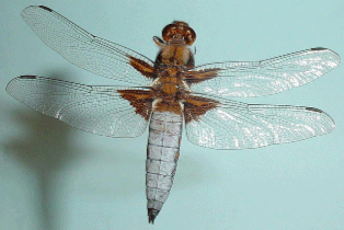 Dragonfly