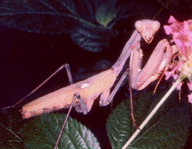 Mantid