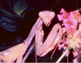 Mantid