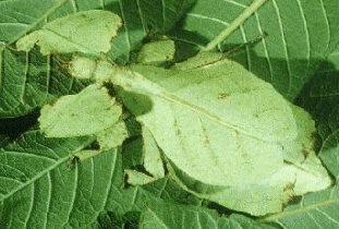 Leaf Insect