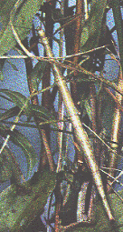 STICK INSECT