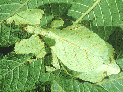 LEAF INSECT