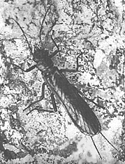 ADULT