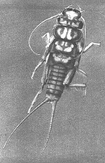 NYMPH